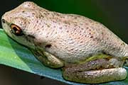 Tyler's Tree Frog (Litoria tyleri)